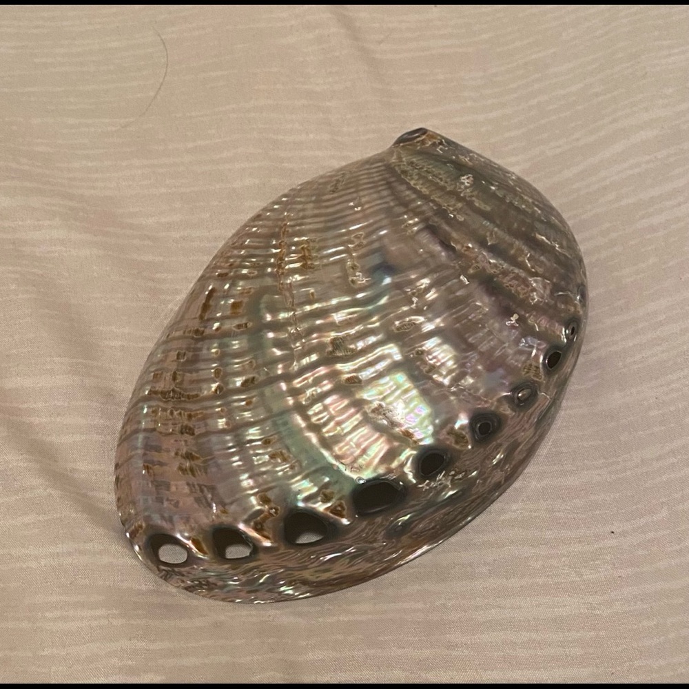 Decorative big shell